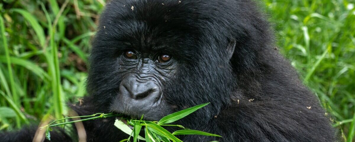 Best Time for Congo Safaris?