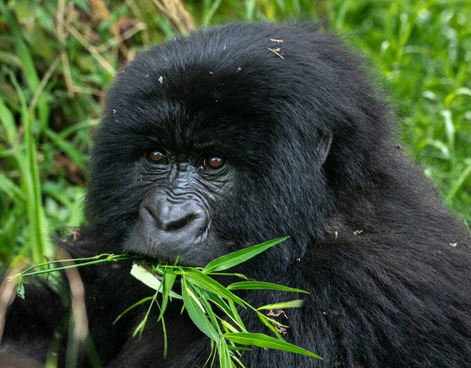 Best Time for Congo Safaris?