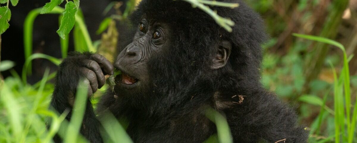 Where Is the Cheapest Place to See Gorillas in the Wild?