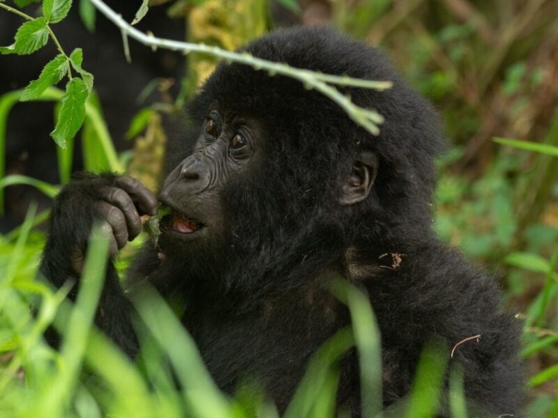 Where Is the Cheapest Place to See Gorillas in the Wild?