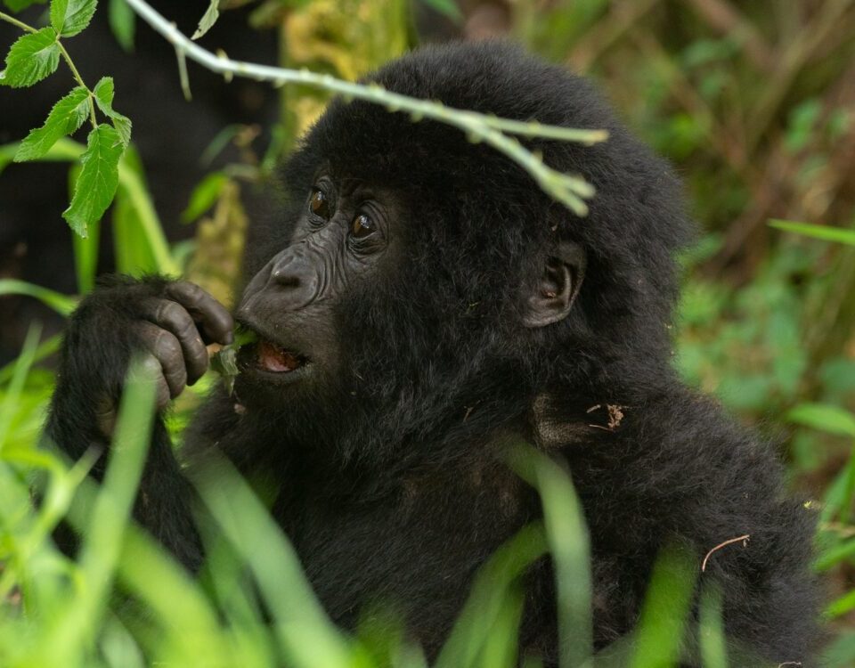 Where Is the Cheapest Place to See Gorillas in the Wild?