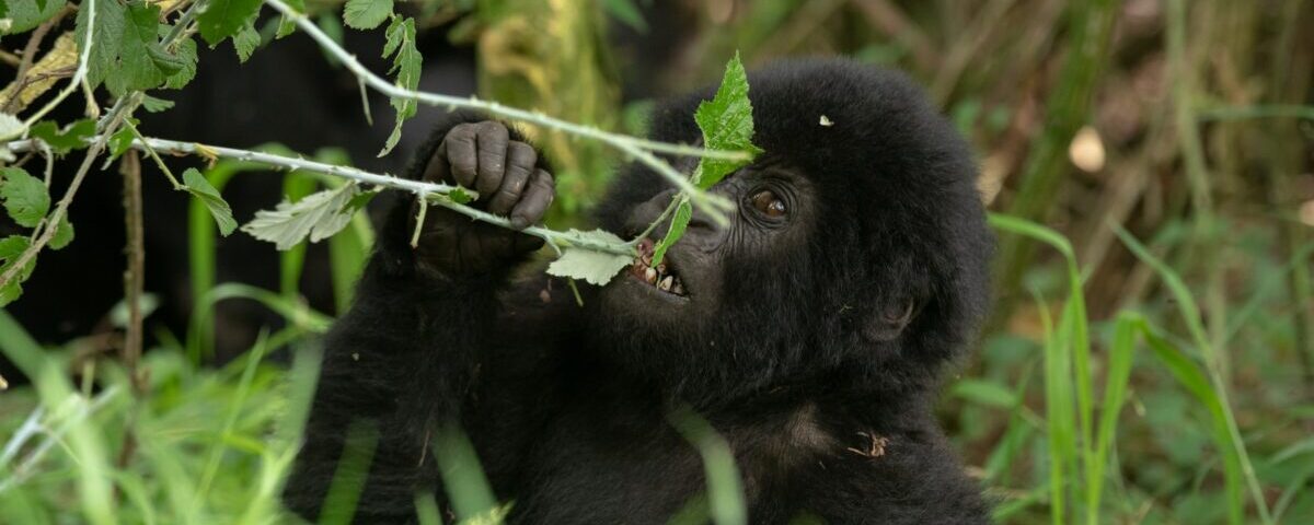 Rwanda National Parks