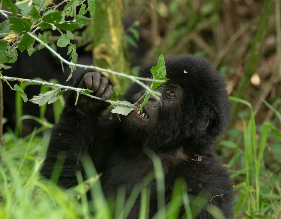 Rwanda National Parks