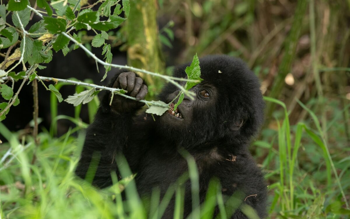 Rwanda National Parks: The Top 3 Best National Parks in Rwanda