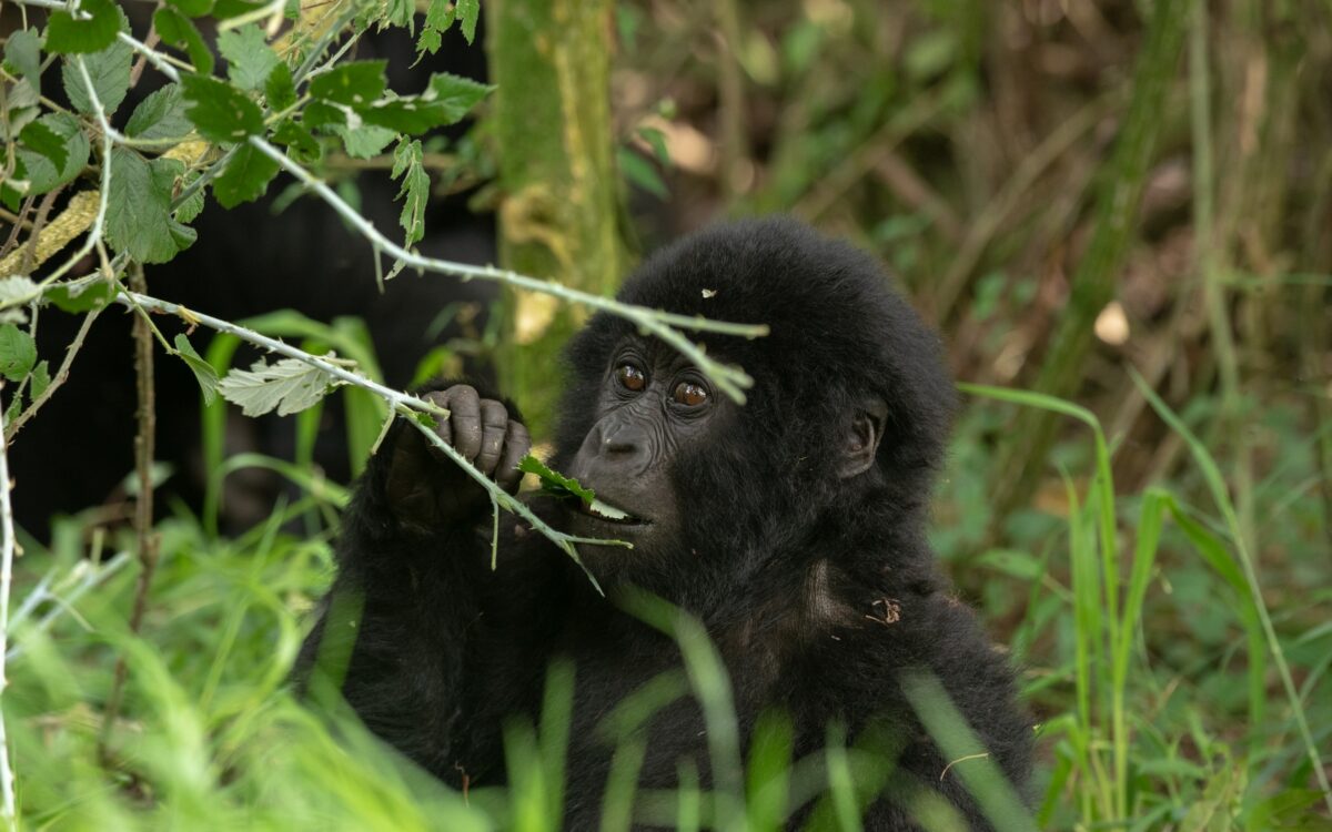 Uganda National Parks