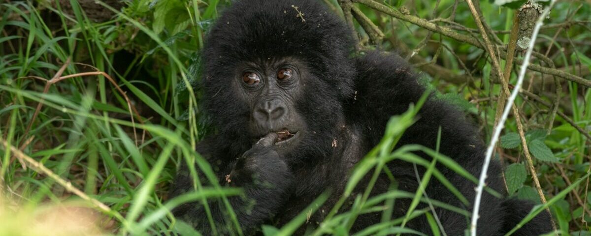 Is Gorilla Trekking in Rwanda Ethical?