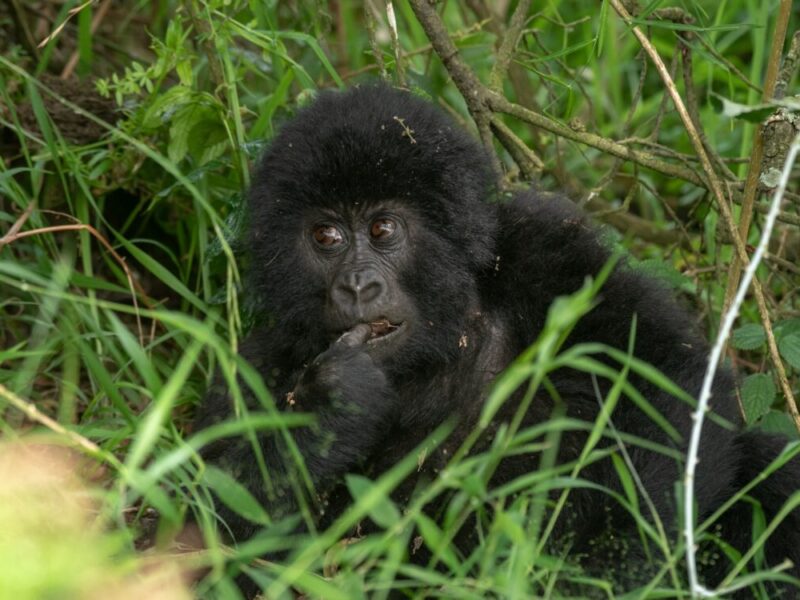 Is Gorilla Trekking in Rwanda Ethical?