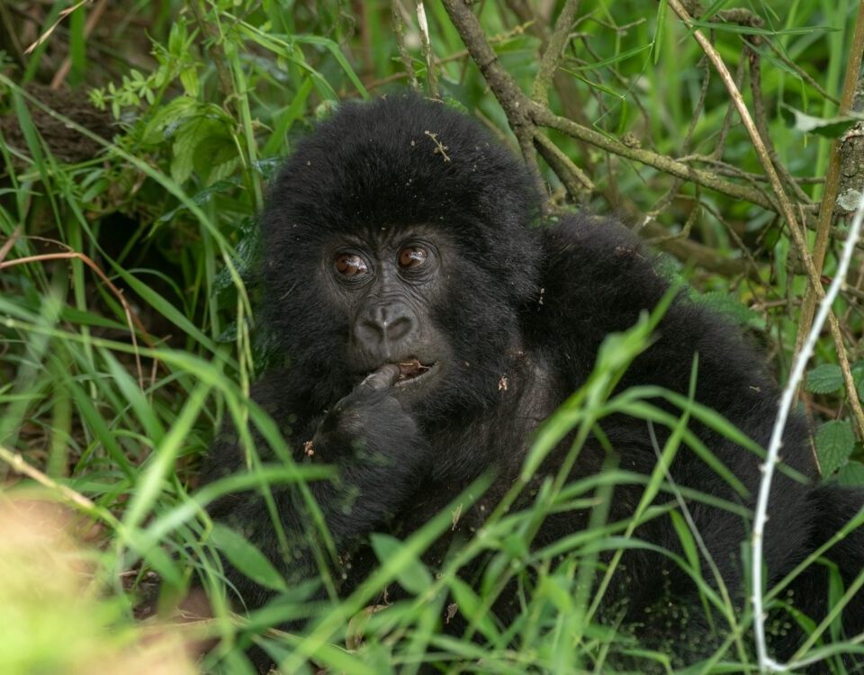 Is Gorilla Trekking in Rwanda Ethical?