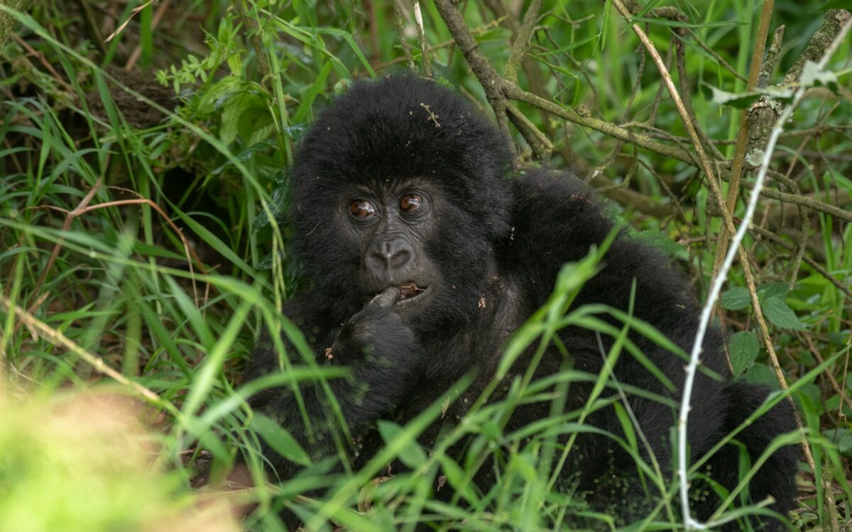 Cultural Encounters Around Bwindi