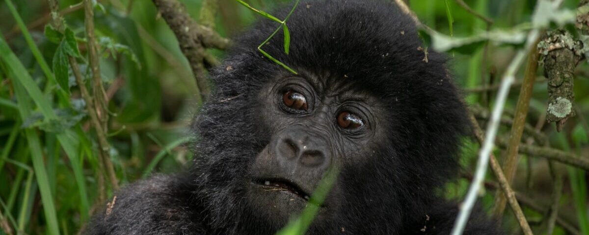 Congo Safaris