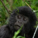 Congo Safaris