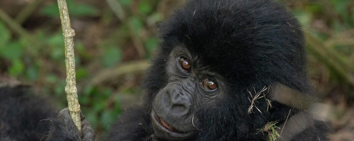 Congo Safaris