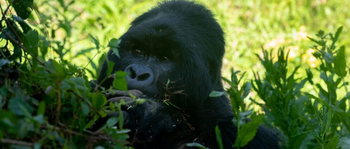 Bwindi Impenetrable National Park Holidays