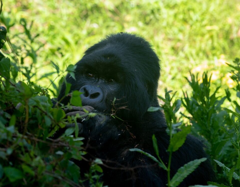 Bwindi Impenetrable National Park Holidays