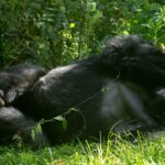 What Time Does Gorilla Trekking Start?