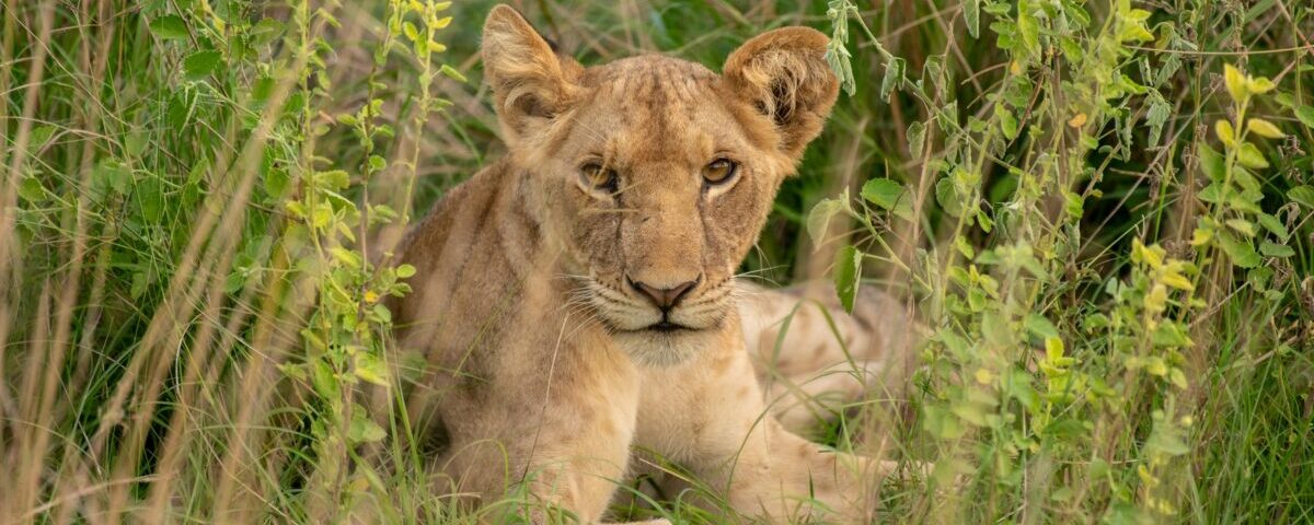 13 Days Uganda Rwanda Safari