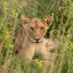 13 Days Uganda Rwanda Safari