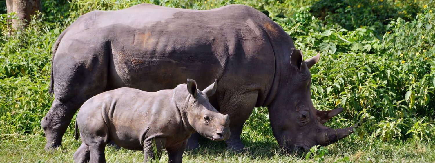 Ziwa Rhino Sanctuary 
