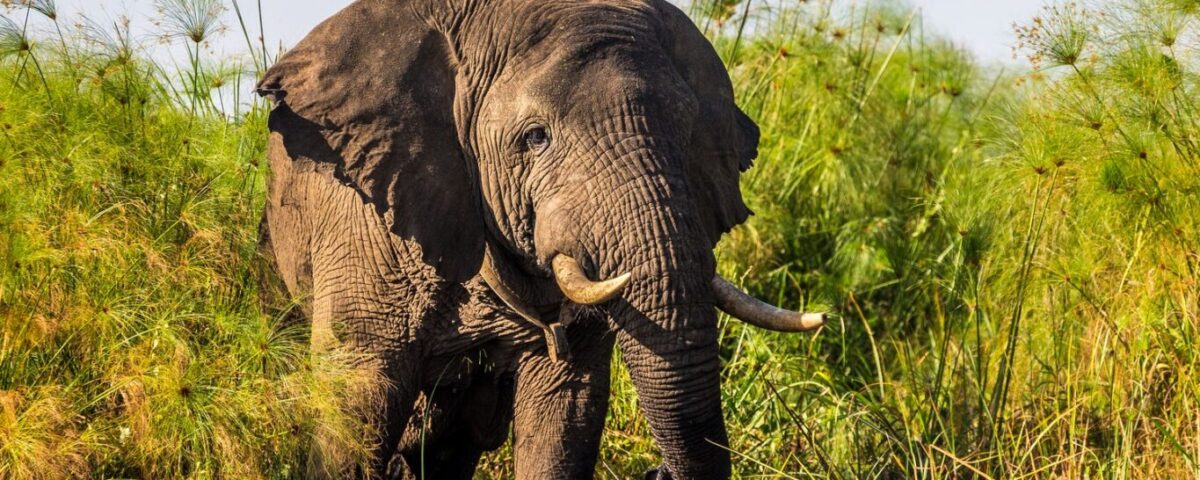 Amboseli National Park