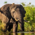 Amboseli National Park