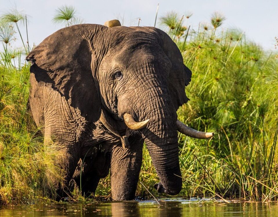 Amboseli National Park