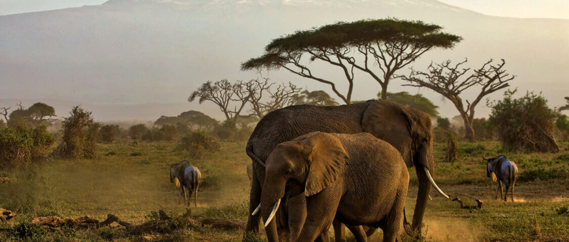 Amboseli National Park