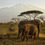 Amboseli National Park