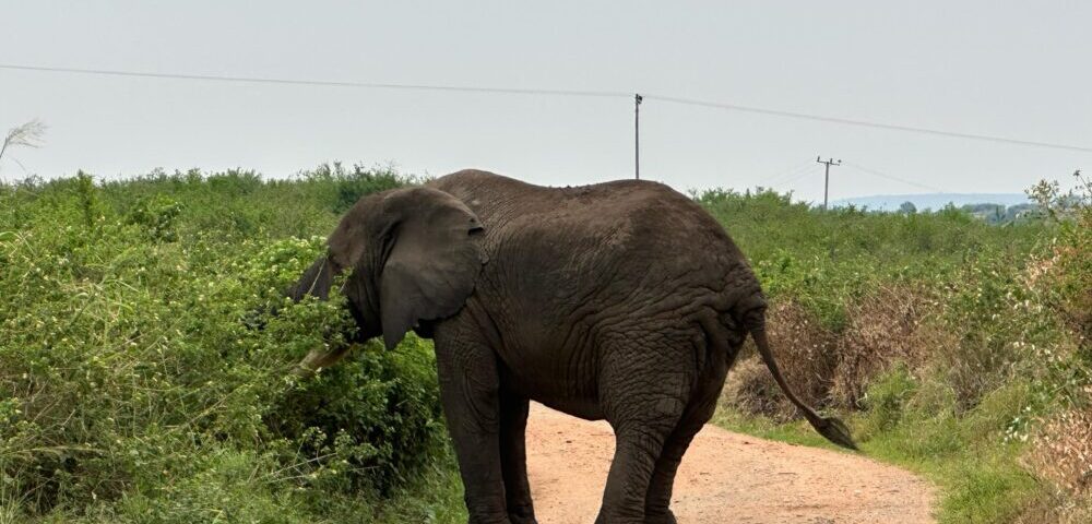 What is a Game Drive Safari in Uganda?