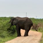 What is a Game Drive Safari in Uganda?
