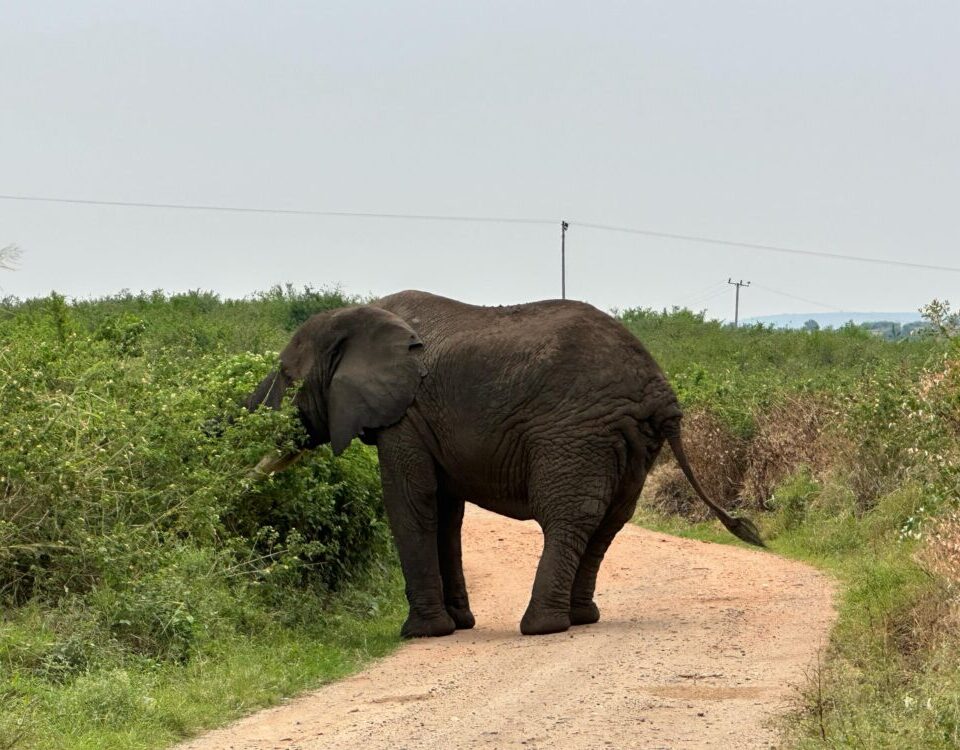 What is a Game Drive Safari in Uganda?