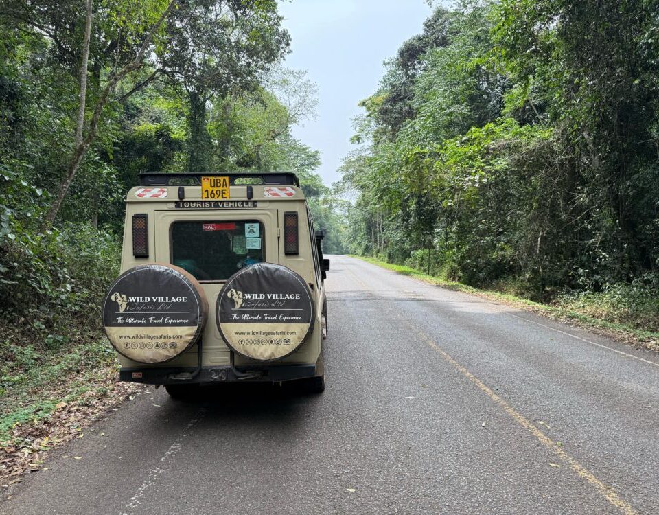  What Are the Best National Parks in Uganda for Game Drives?