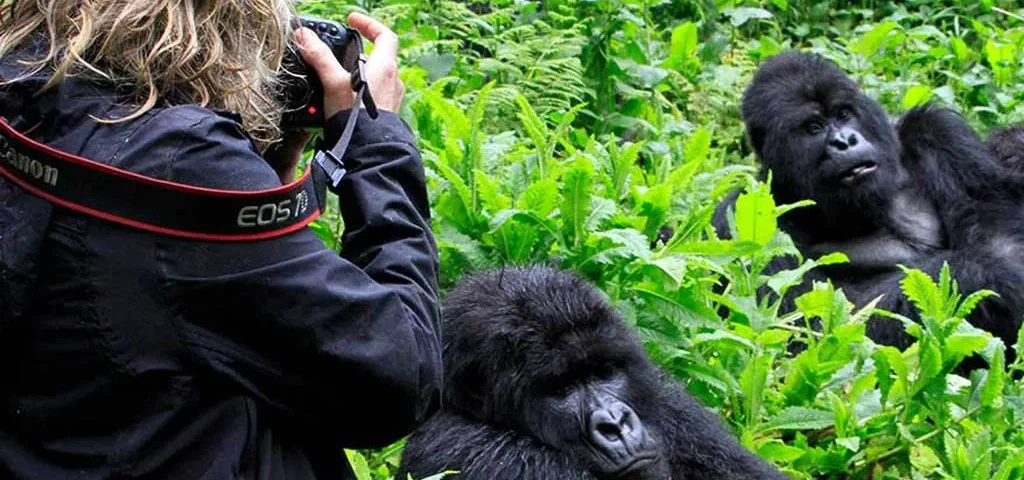 What Country to See Gorillas In?