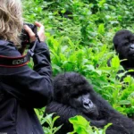 What Country to See Gorillas In?