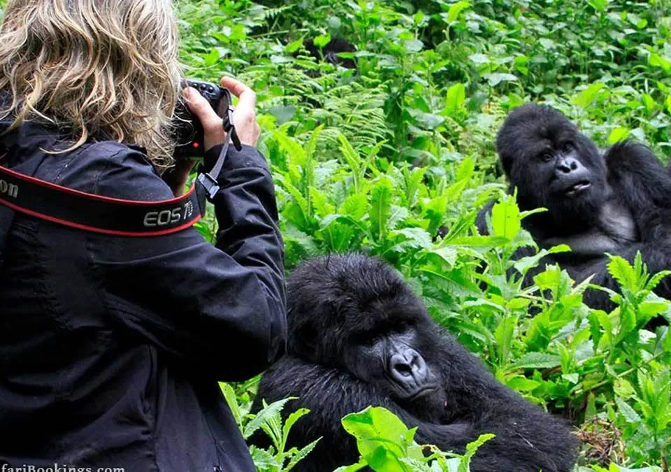 What Country to See Gorillas In?