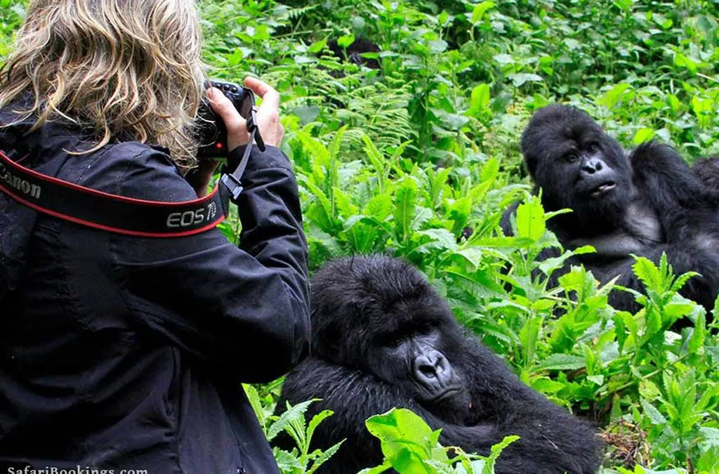 How to Plan a Rwanda Gorilla Safari from Europe