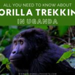 You Need to Know About Uganda Gorilla Trekking Permit Costs