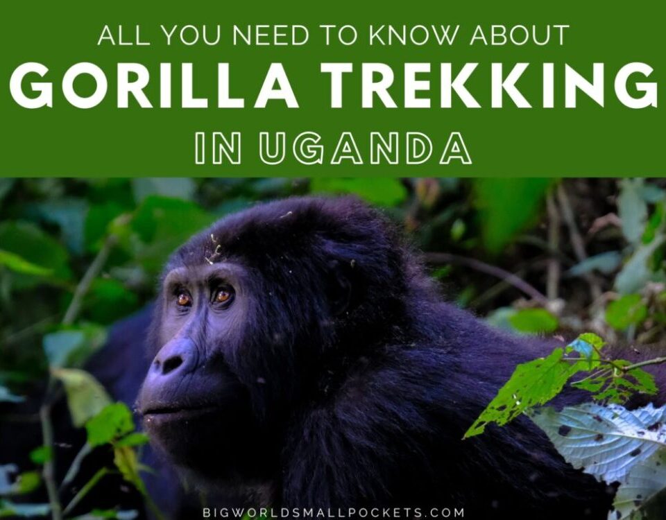 You Need to Know About Uganda Gorilla Trekking Permit Costs