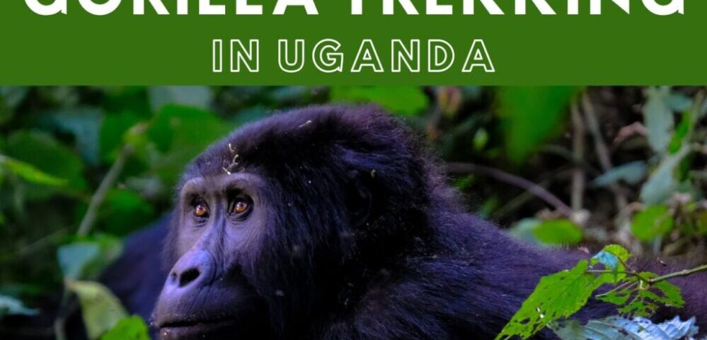 You Need to Know About Uganda Gorilla Trekking Permit Costs