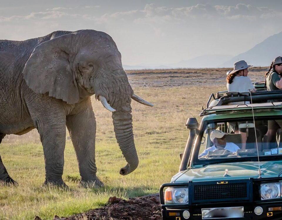 Game Drives in Uganda