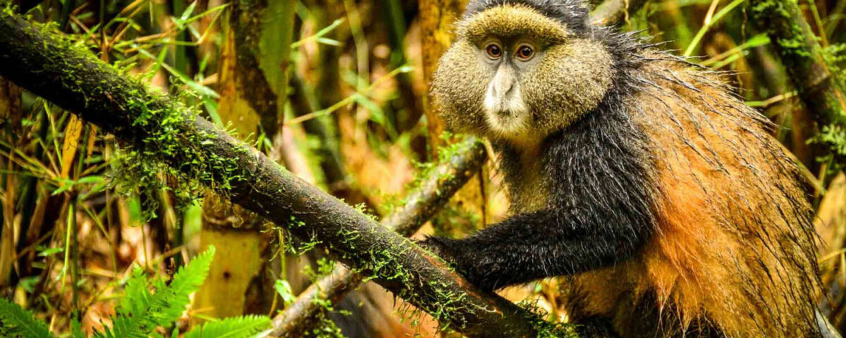 Golden Monkey Trekking in Mgahinga