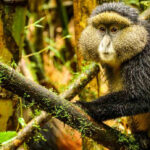 Golden Monkey Trekking in Mgahinga