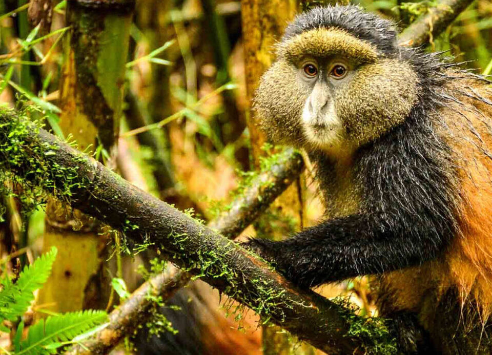 Golden Monkey Trekking in Mgahinga
