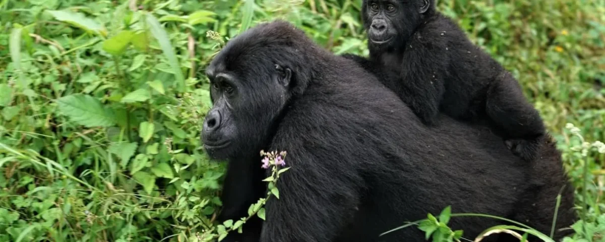 Why Choose Uganda Gorilla Trekking in Bwindi Impenetrable