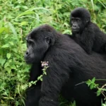Why Choose Uganda Gorilla Trekking in Bwindi Impenetrable