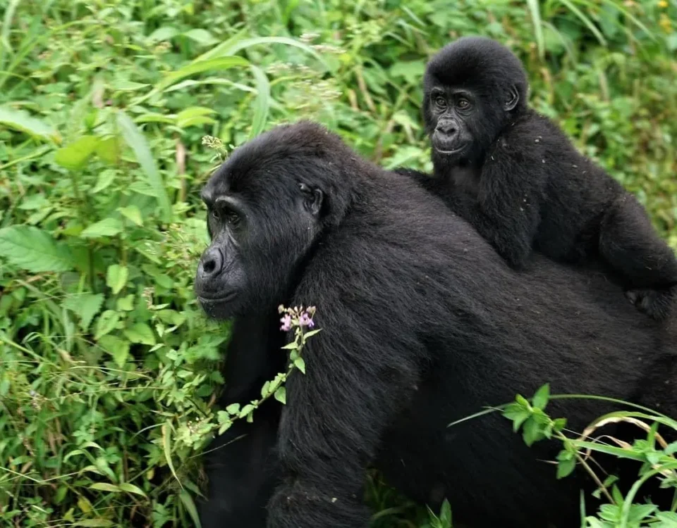 Why Choose Uganda Gorilla Trekking in Bwindi Impenetrable