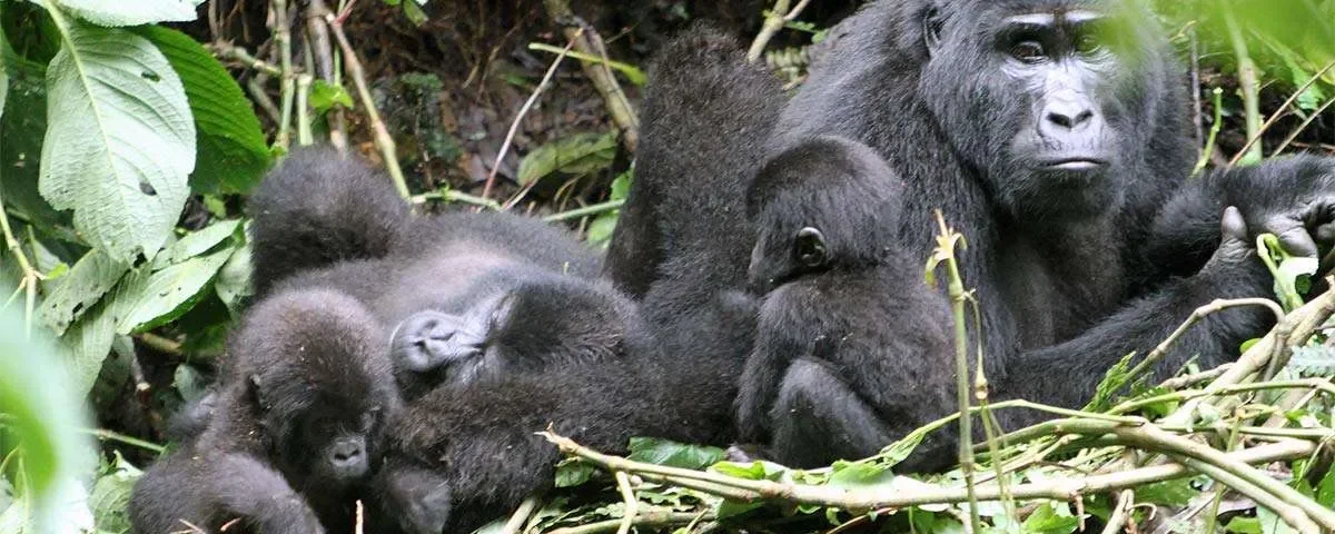 Uganda Gorilla Trekking in the Rushaga Sector