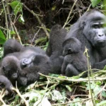 Uganda Gorilla Trekking in the Rushaga Sector