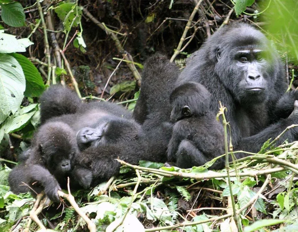 What Is the Age Limit for Gorilla Trekking in Uganda?