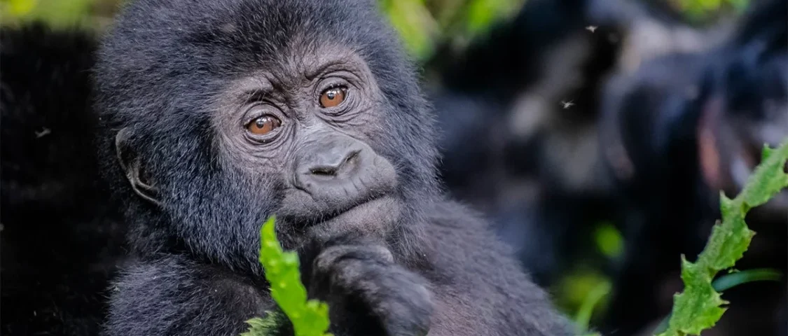 Uganda Gorilla Trekking for Photographers