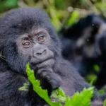 Uganda Gorilla Trekking for Photographers
